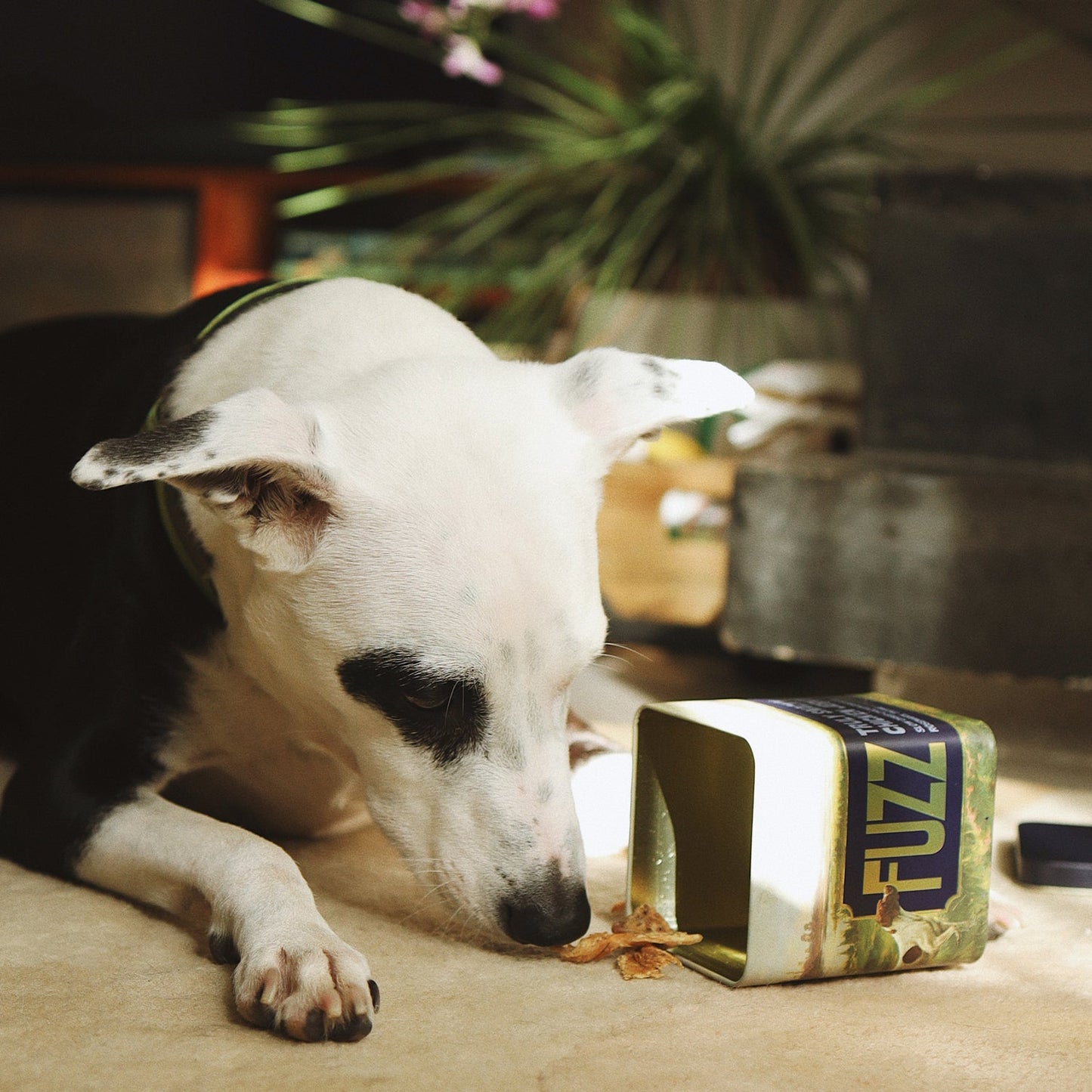 2x Combo of Truly Snacky Chicken Jerky